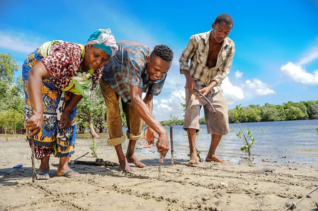Mikoko Pamoja Mangrove Planting - Gazi Bay, Kenya